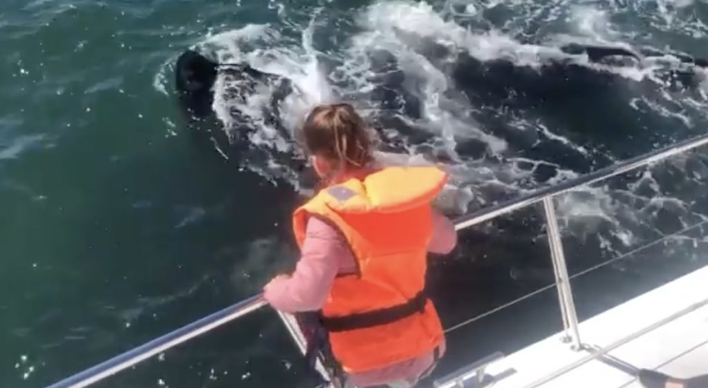Spectacular close whale sighting off the coast of Hermanus