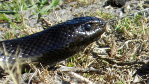 Nature-lovers warned of increased snake activity