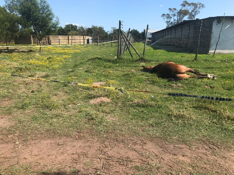 SAPS will prosecute those spreading fake news on Fairview horse attack