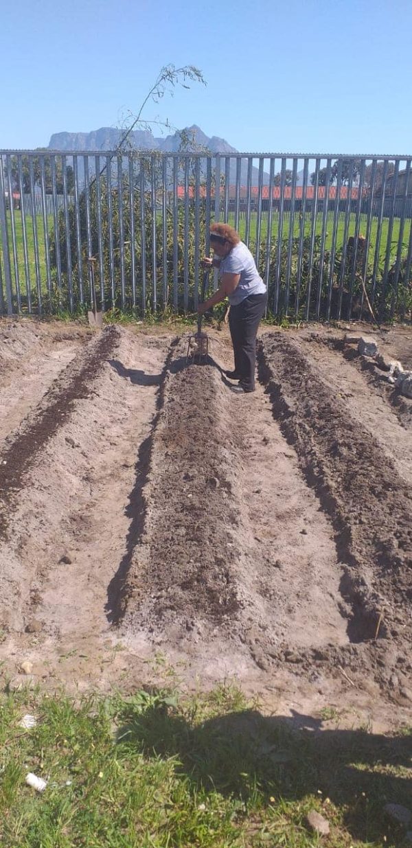 Bonteheuwel community plants its own food to fight hunger