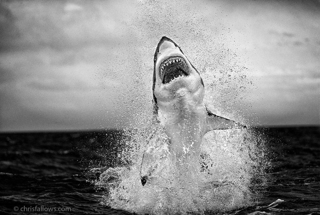 Cape Town photographer wins international prize for 'flying shark' image