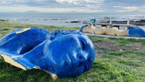 Blue heads don't survive Cape's windy weather