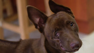 Blinded puppy becomes mascot for Khayelitsha based animal clinic