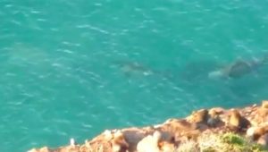 Elephant seal chases great white in Robberg Beach waters