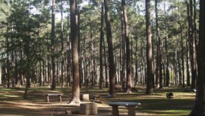 Tokai picnic site reopens to the public