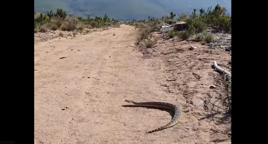 Slew of snakes spotted in Jonkershoek Nature Reserve