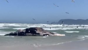 Whale carcass washes up on Strandfontein beach