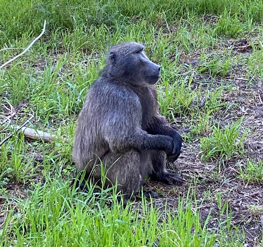 Cape SPCA proposes Kataza the baboon be relocated to Limpopo