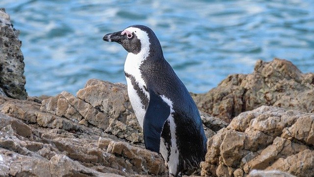 A day in the life of an African penguin at Boulder's Beach