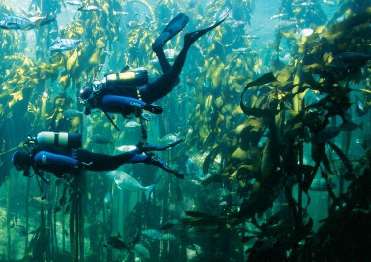 Scuba diving is back at Two Oceans Aquarium