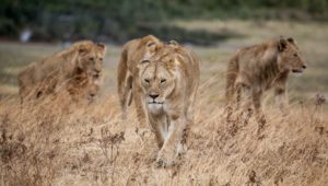 SANparks says pride of lions put down posed a severe threat
