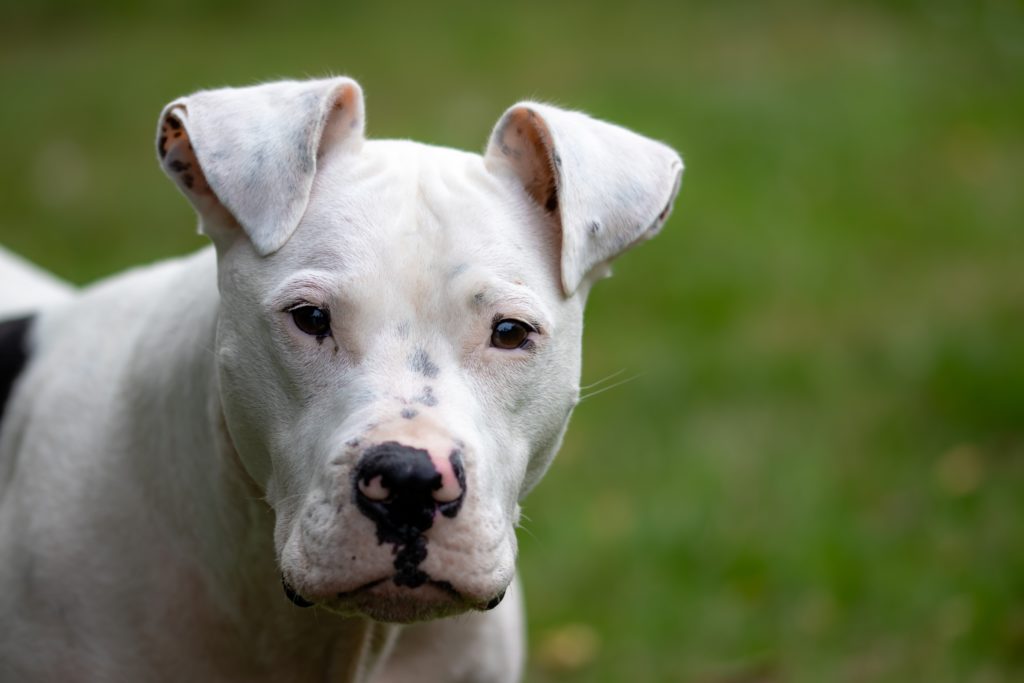 SPCA offers R15k reward for information on dog fighting