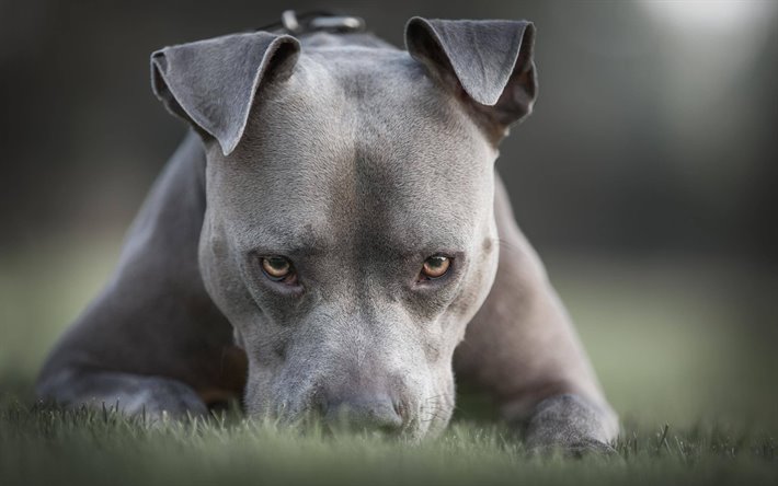 Three-year-old mauled to death by pit bull