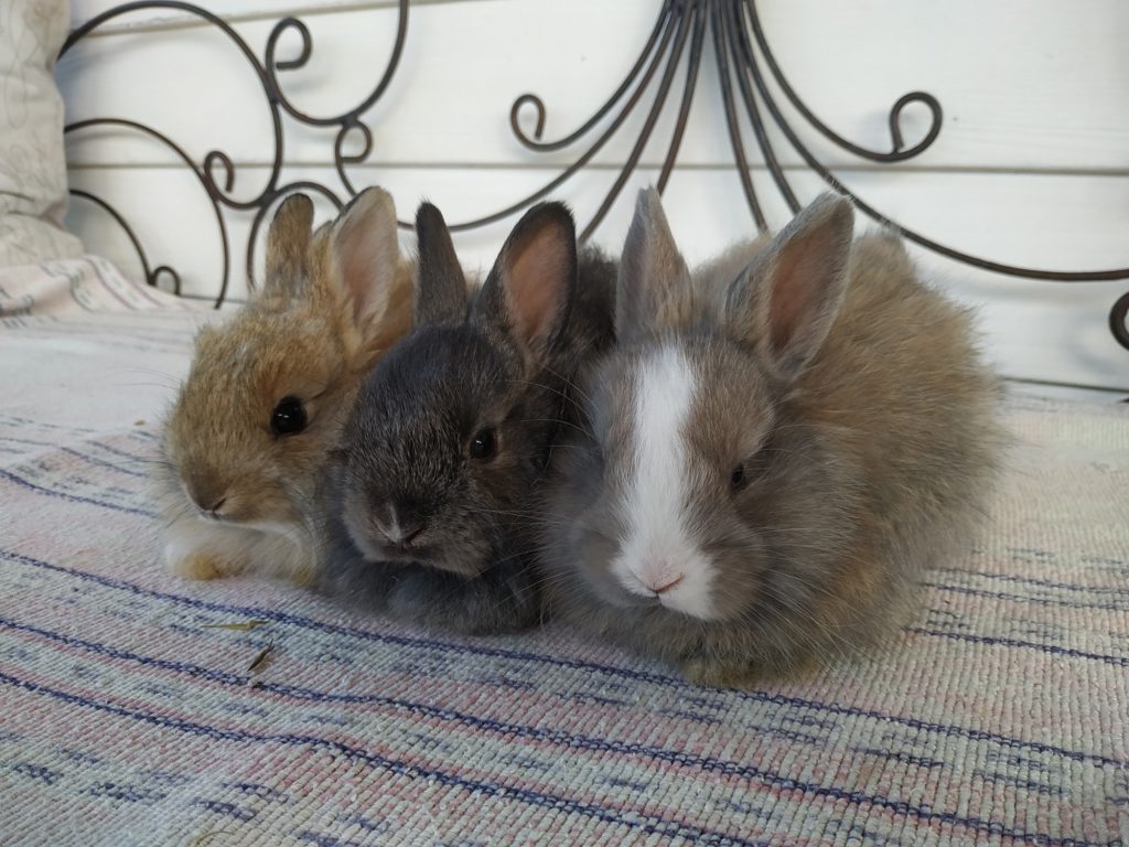 Noordhoek Bunny Rescue launches adoption centre