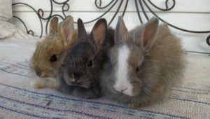 Noordhoek Bunny Rescue launches adoption centre