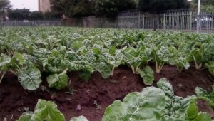 Homeless in Durban start garden, partner with supermarket to sell produce
