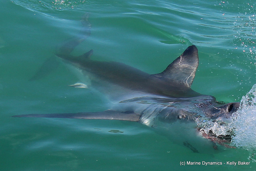 Another great white spotted in Gansbaai