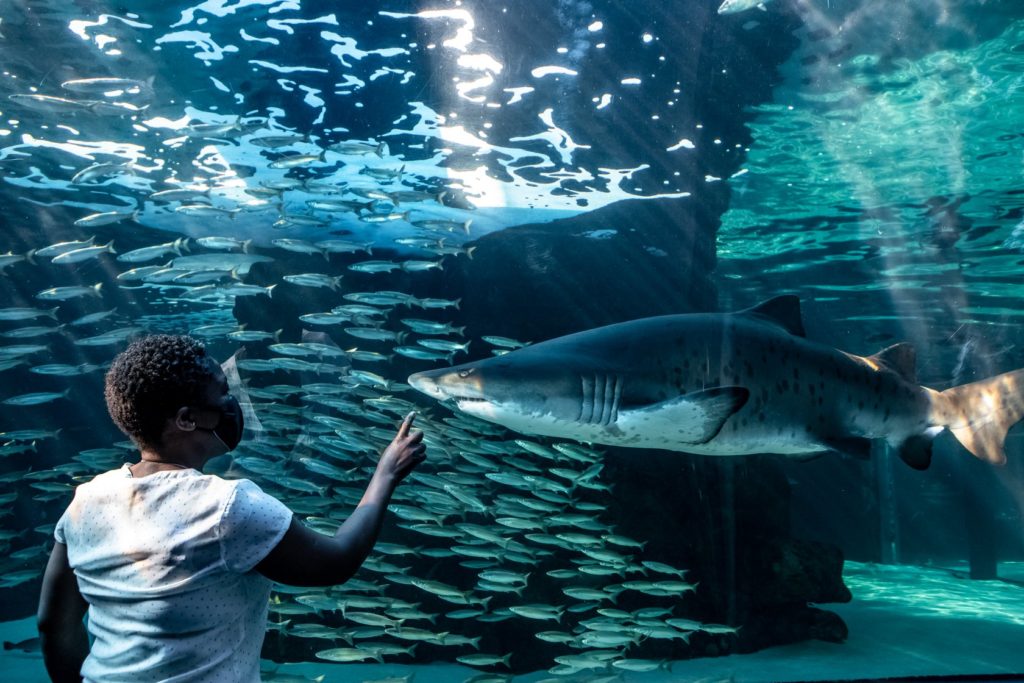 The Two Oceans Aquarium celebrates 25 years