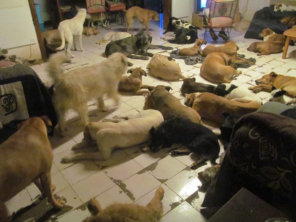 Animal Ambulance desperately needs donations to feed 300 pets