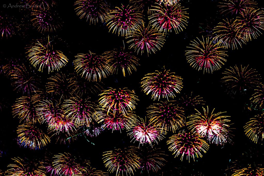 Floral firework display in Kirstenbosch Gardens