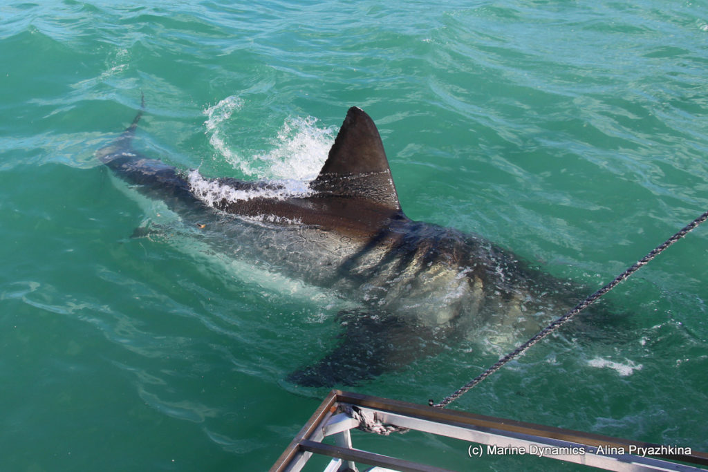 First Great White Shark spotted in Gansbaai since lockdown
