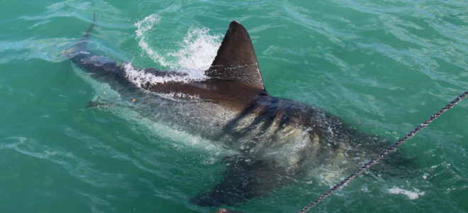 First Great White Shark spotted in Gansbaai since lockdown