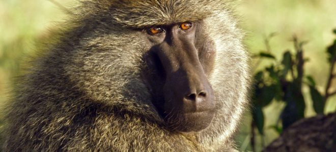 Threats, intimidation of officials involved in Urban Baboon Programme