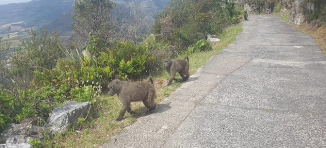 Dogwalkers urged to be cautious following an increase of baboon troops in Cecilia Forest