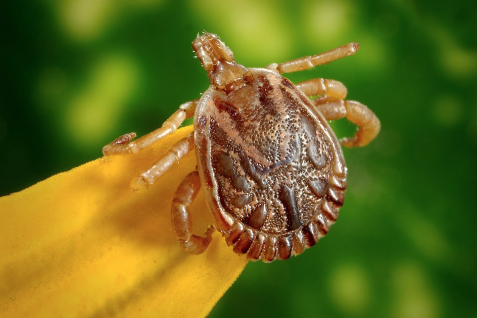 Ticks prefer biting humans over dogs in warm weather