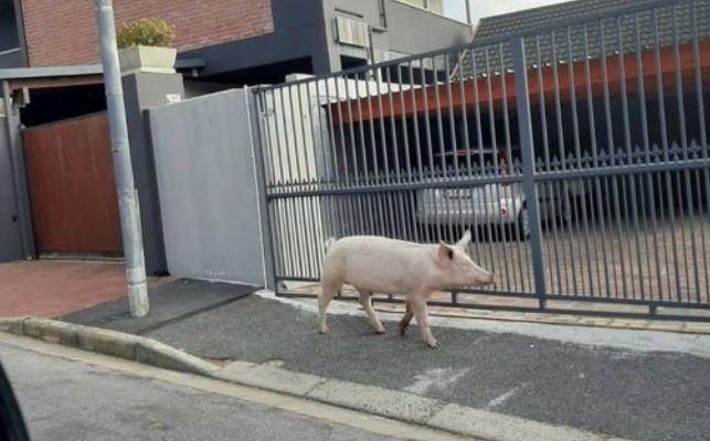 Pig found roaming streets of Strand
