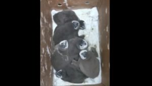 SANCCOB appeals for donations to feed abandoned African penguin chicks