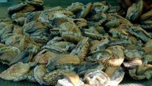 Abalone poacher sentenced to 244 years