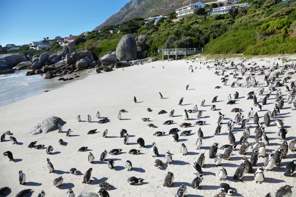 Boulders Beach named amongst the best beaches in the world!