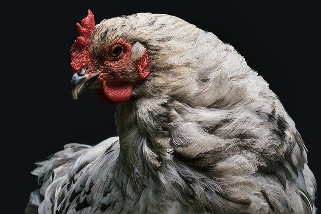 Bird flu outbreak reported on UK farm