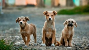 The Netherlands becomes only country to have 0 stray dogs