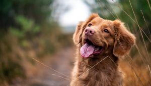 New maths reconsiders dog-to-human age