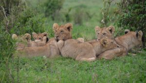 Minister Creecy vetoes proposal to commercialise lion meat trade