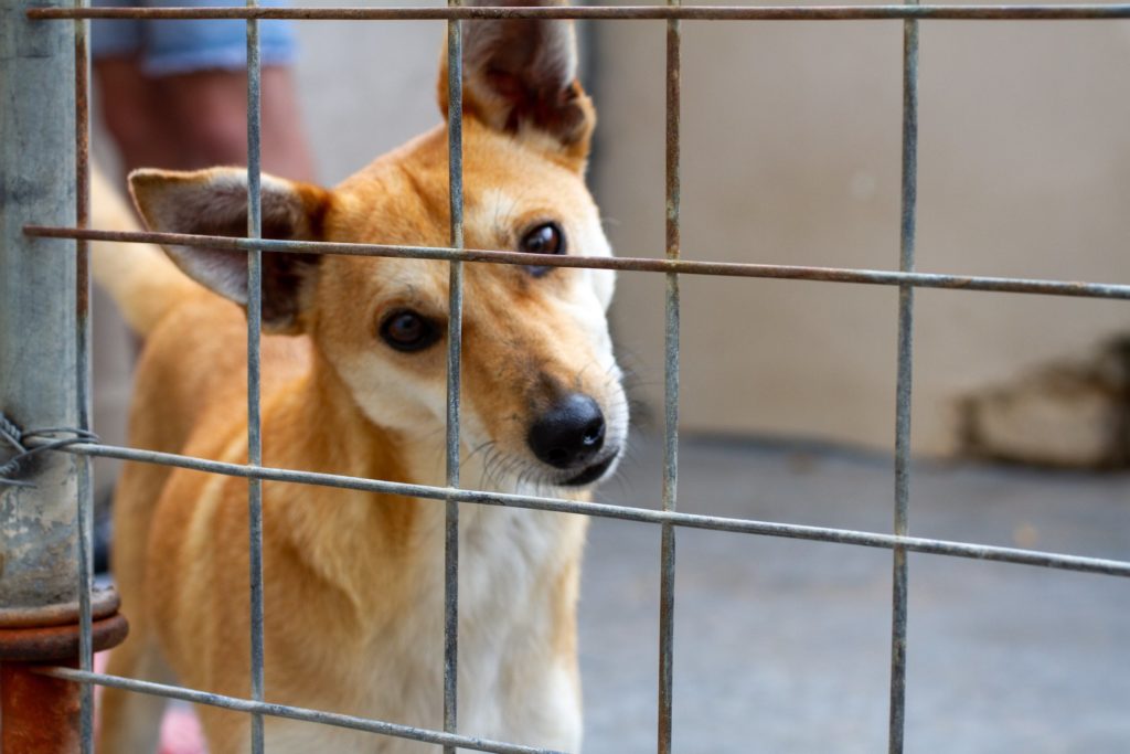 Shop to help support vulnerable animals this festive season
