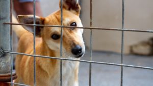 Shop to help support vulnerable animals this festive season
