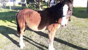 Help Winston the horse find his forever home