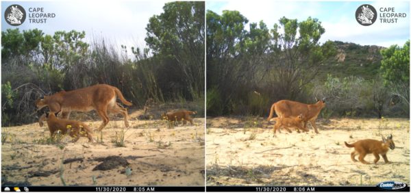 Family of caracals spotted in Piketberg