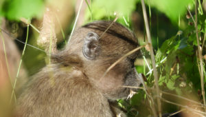 Juvenile baboon rescued from snare in Constantia mountains