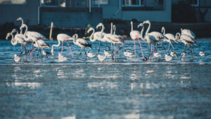Flamingos enjoy a dip in Milnerton Lagoon