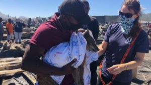 TEARS call for help to support animals after Masiphumelele fire