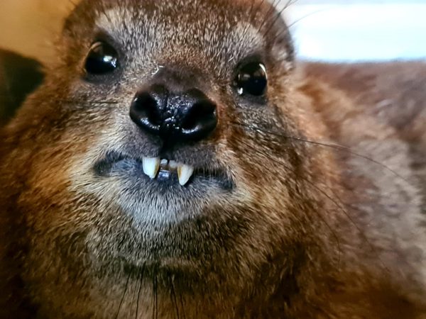 Curious Rock Hyrax finds its way into Cape Town home