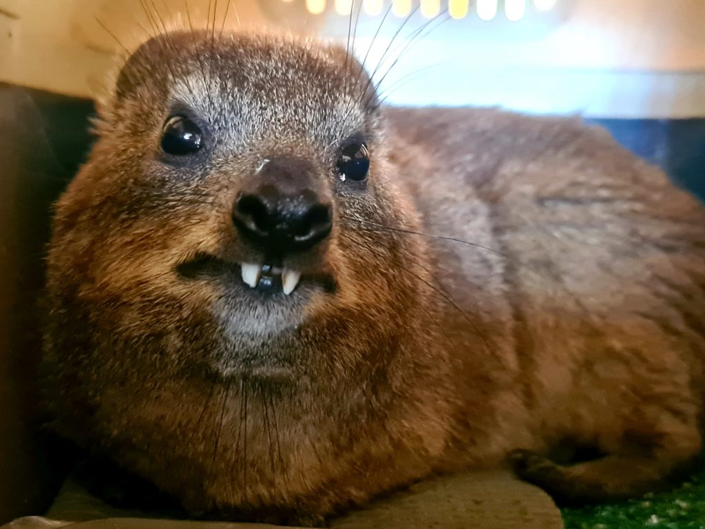 Curious Rock Hyrax finds its way into Cape Town home