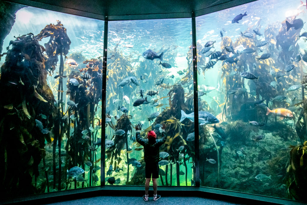 Holiday plans at the Two Oceans Aquarium – win a membership every day!