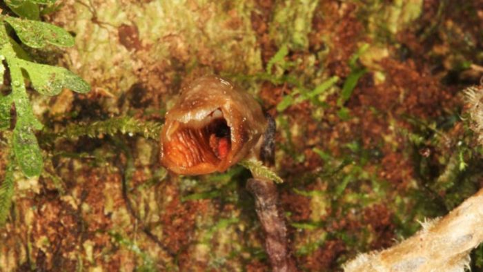 Newly discovered orchid species labelled the ugliest in the world