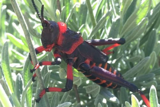 Residents of the Helderberg area have been warned to be on the lookout for increasing numbers of red locusts. 