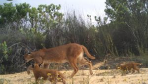 Family of caracals spotted in Piketberg